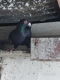 Colombi viaggiatori maschi