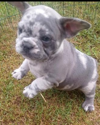 Cuccioli bulldog francese blù e blu merle