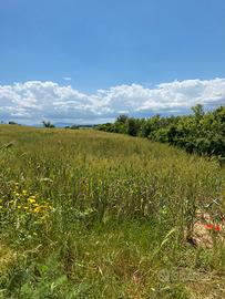 Terreno agricolo