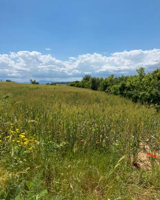 Terreno agricolo