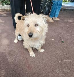 Chicco: 2 anni, taglia piccola