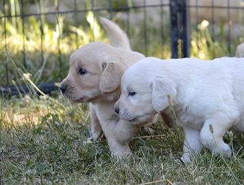 Cuccioli Golden Retriever