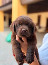 Labrador Retriever con pedigree ENCI