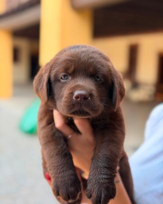 Labrador Retriever con pedigree ENCI