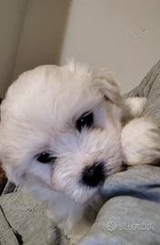 Cuccioli di maltese