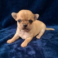 Mini chihuahua pedigree enci