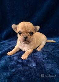 Mini chihuahua pedigree enci