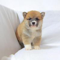 Cucciola di Shiba Inu