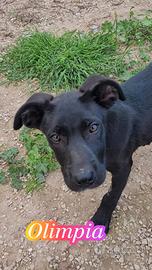 Cuccioli taglia media in adozione tipo spinoncino