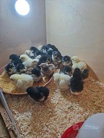 Pulcini gallina