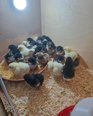 Pulcini gallina