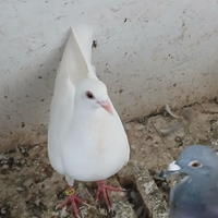 Colombi viaggiatori bianchi