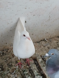 Colombi viaggiatori bianchi