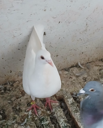 Colombi viaggiatori bianchi