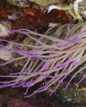 Anemonia sulcata