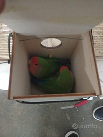 Coppia di inseparabili