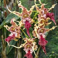 Orchidea Dendrobium Spectabile