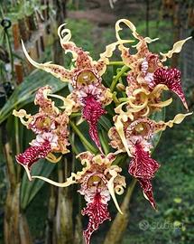 Orchidea Dendrobium Spectabile
