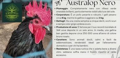 Pulcini australop