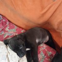 Piccolo cane Pitbull