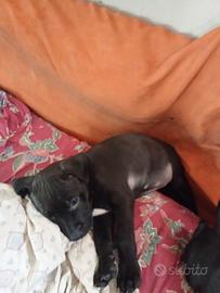 Piccolo cane Pitbull