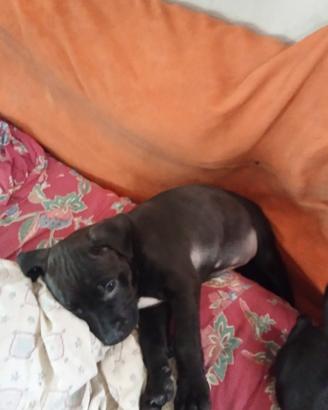 Piccolo cane Pitbull