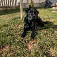 Labrador retriever per monta