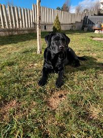 Labrador retriever per monta