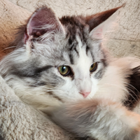 Femmina maine coon
