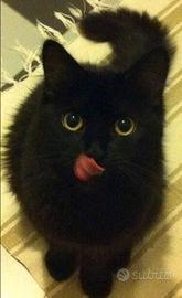 Gattini mix persiano