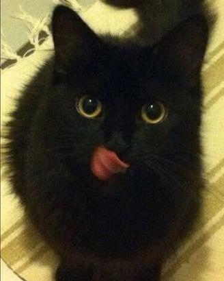 Gattini mix persiano