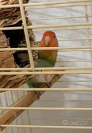 Coppia di pappagallini inseparabili