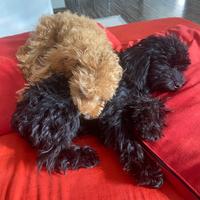 Barboncino nero toy alto 27 cm peso. 2,3 kg