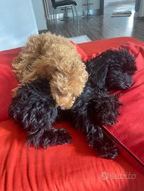 Barboncino nero toy alto 27 cm peso. 2,3 kg