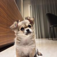 Cucciola di chihuahua a pelo lungo