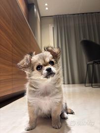 Cucciola di chihuahua a pelo lungo