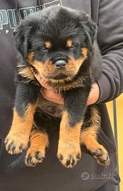 Cuccioli rottweiler