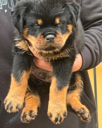 Cuccioli rottweiler