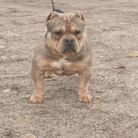 American bully poket merle