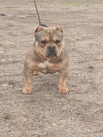 American bully poket merle