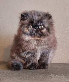 Cucciolo di gatti persiani ad alta genealogia