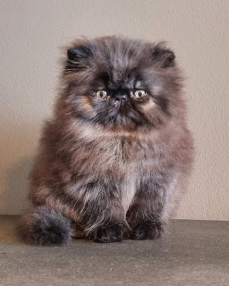 Cucciolo di gatti persiani ad alta genealogia