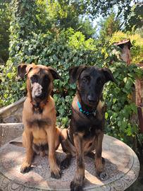 Cuccioli Pastore Belga Malinois