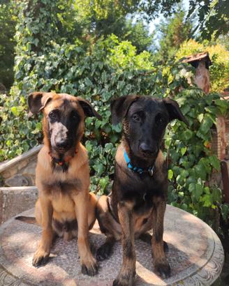 Cuccioli Pastore Belga Malinois