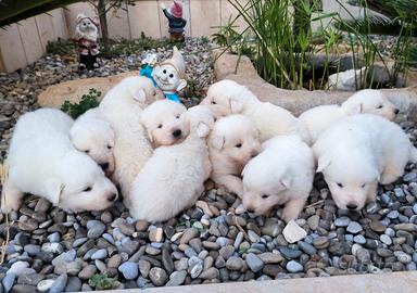 Cuccioli di pastore maremmano abruzzese