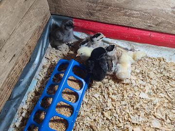 Pulcini serama onagadori e incrocio marans/cemani