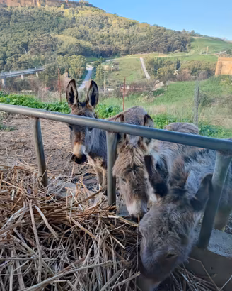 Asino sardo
