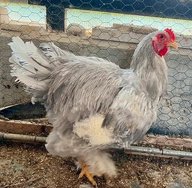 Gallo Brahma Grigio 6 mesi