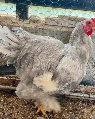 Gallo Brahma Grigio 6 mesi