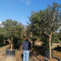 Piante di Corbezzolo